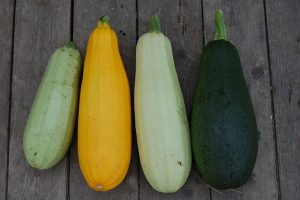 Are Zucchini and Eggplant Companion Plants? Garden Pairing Secrets Revealed